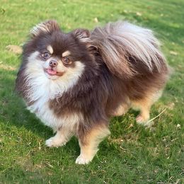 Hershey - Pomeranian