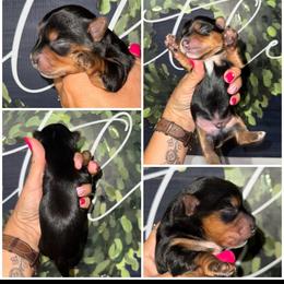 Bozeman (Bo) - Black and gold male Morkie puppy in Cleveland, Tennessee from Moody’s Morkies and More