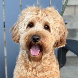 Spike - Australian Labradoodle