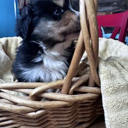 Jake - Black tri male Miniature Australian Shepherd puppy in Mount Airy, North Carolina from Brickell Farms