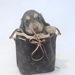 Screech - Chocolate and cream male Dachshund puppy in Perris, California from The Dach House