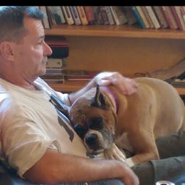 Boxer Puppies from CinniBon Boxers