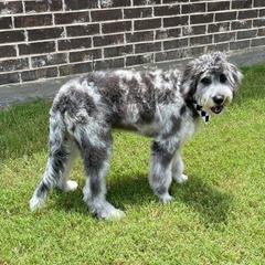 Bernedoodle and Bordoodle Puppies from Divine Doodles