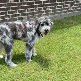 Bernedoodle and Bordoodle Puppies from Divine Doodles