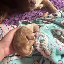 Sina - Red merle female Australian Shepherd puppy in Chaplin, Connecticut from Mystic Moon