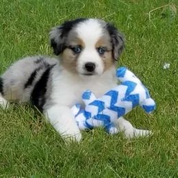 Miniature Australian Shepherd and Toy Australian Shepherd Puppies from Long's lil Aussies
