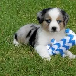 Miniature Australian Shepherd and Toy Australian Shepherd Puppies from Long's lil Aussies