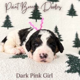 Dark Pink Girl - Tri-color female Bernedoodle puppy in Rochester, New York from Point Breeze Doodles, LLC
