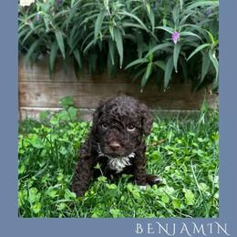 Boy 2 - Brown male Lagotto Romagnolo puppy in Salida, California from Harper's Lagotti