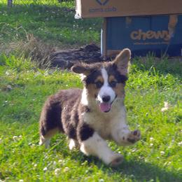 American Corgi and Pembroke Welsh Corgi Puppies from Kates Corgis