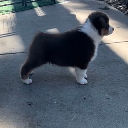 Australian Shepherd and Golden Retriever Puppies from Barking Creek Ranch