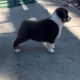 Australian Shepherd and Golden Retriever Puppies from Barking Creek Ranch