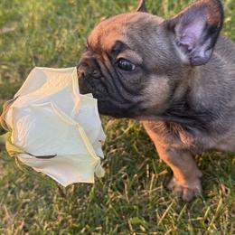 French Bulldog Puppies from Rebecca White