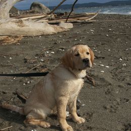 Labrador Retriever Puppies from Cecilie Drege