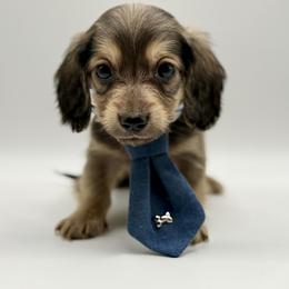 AKC Orange boy - Cream male Dachshund puppy in Bartlesville, Oklahoma from OkieDokieDox
