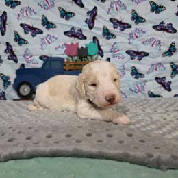 Dax - Parti male Labradoodle puppy in Weatherford, Texas from Oodles of poodles and doodles