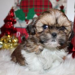 Girl 2 - Red and white female Shih Tzu puppy in Craig, Colorado from Rocky Mountain Shih Tzus and Dry Creek Miniature Dachshunds