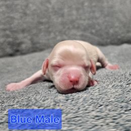Blue Collar Male - Cream male Cockapoo puppy in Mocksville, North Carolina from Hunting Creek Farm & Kennel