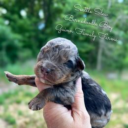 Seattle Slew - Blue merle male Bernedoodle puppy in Grove, Oklahoma from Guinn Family Farms