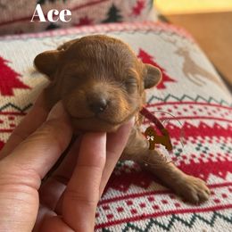Ace - Red  male Poodle puppy in Modesto, California from Oso’s Red Toy, Mini, & Standard Poodles