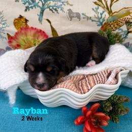 Rayban - Black tri-color male Australian Shepherd puppy in El Dorado Springs, Missouri from OR Aussies
