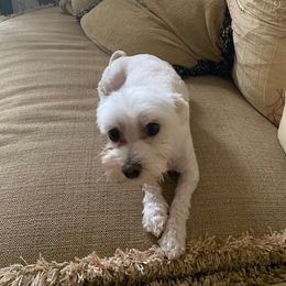 Lilly - Maltese