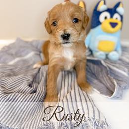 Rusty - Apricot male Goldendoodle puppy in Melba, Idaho from KZ Doodles