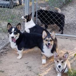 Pembroke Welsh Corgis and Scottish Terriers from Zoo City Corgis
