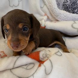 Choco and tan 2500 - Chocolate and tan female Dachshund puppy in De Soto County, Florida from Countridox Dachshunds