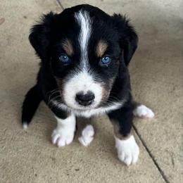 Teddy - Black tri-color male Australian Shepherd puppy in Cypress, Texas from Cypress Aussies