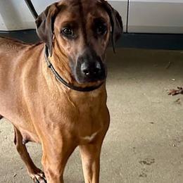 Daphne - Rhodesian Ridgeback