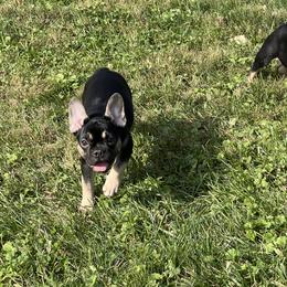 Bella - Black and tan female French Bulldog puppy in Kansas City, Missouri from Kingdom Cubz Kennel