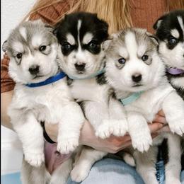Siberian Huskies from Chelsea's Huskies