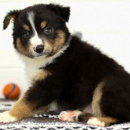Roadie - Black tri male Toy Australian Shepherd puppy in Ellsinore, Missouri from Shebang Aussies