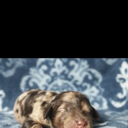 Assorted Doodle Crosses Puppies from Doodles Domain