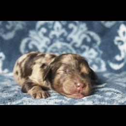 Assorted Doodle Crosses Puppies from Doodles Domain