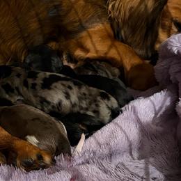 Gaston - Black and tan male Dachshund puppy in Temple, Texas from Brit’s Doxie Crossing