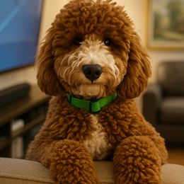 Barney - Red  male Goldendoodle puppy in La Verne, California from Marshall Goldendoodles