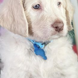 Labradoodles from Secret Society Exotics