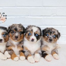 Miniature American Shepherd, Miniature Australian Shepherd, and Toy Australian Shepherd Puppies from Hydden Aussies
