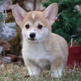 Guppy - Red female Pembroke Welsh Corgi puppy in Pollock, Missouri from Northstar
