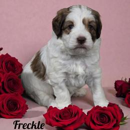 Freckle - Brown and white male Aussiedoodle puppy in Lebanon, Oregon from Abbott Family Farm