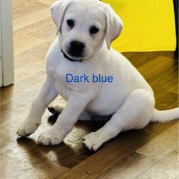 Boy 1 Dark Blue - Yellow male Labrador Retriever puppy in Santa Clarita, California from Five Star Labradors
