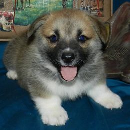 Pembroke Welsh Corgi Puppies from Wild West Corgis of Texas