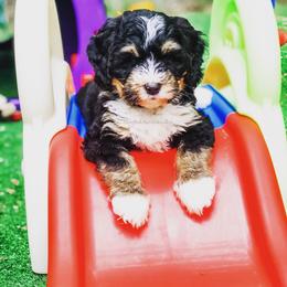 Bernedoodle Puppies from Blue Bell Bernedoodles