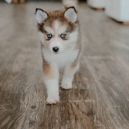 Pomsky Puppies from Mini Pomsky Puppies