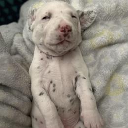 Shadow - White and liver brown male Dalmatian puppy in Hastings, Florida from Love My Spotty Dalmatians