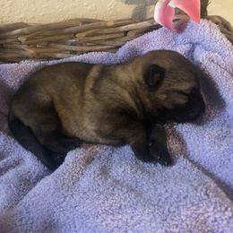 German Shepherd Puppies from Alte Schule Shepherds