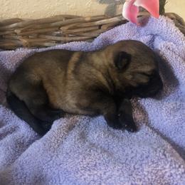 German Shepherd Puppies from Alte Schule Shepherds