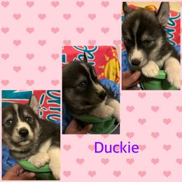Siberian Husky Puppies from Powells huskies